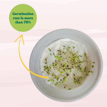 Gazania Sunshine Mix Seeds (150 Seeds) Easy To Grow, High Germination, Perfect for pots, balconies, or Terrace gardens