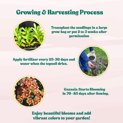 Gazania Sunshine Mix Seeds (150 Seeds) Easy To Grow, High Germination, Perfect for pots, balconies, or Terrace gardens