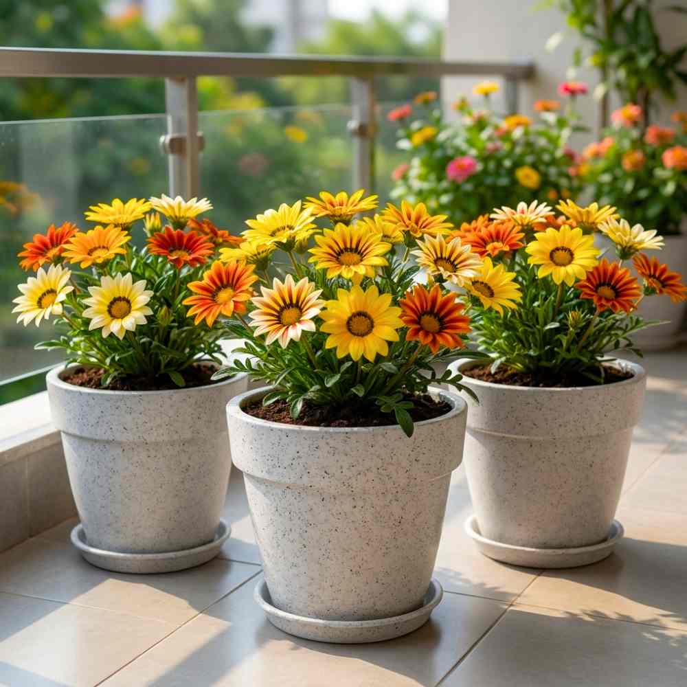 Gazania Sunshine Mix Seeds (150 Seeds) Easy To Grow, High Germination, Perfect for pots, balconies, or Terrace gardens