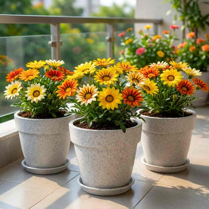 Gazania Sunshine Mix Seeds (150 Seeds) Easy To Grow, High Germination, Perfect for pots, balconies, or Terrace gardens