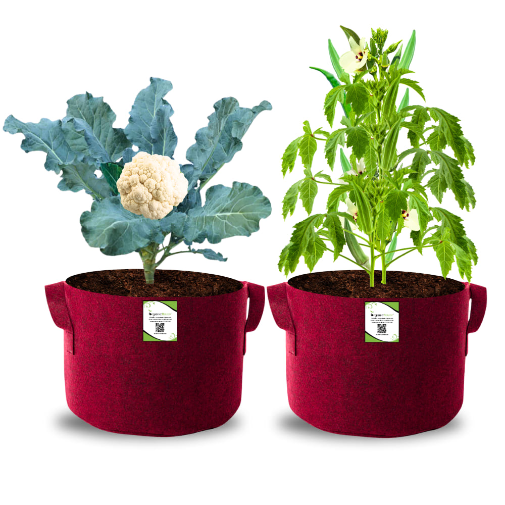 OrganicBazar 15X12 Geo Fabric Grow Bags for Terrace Garden