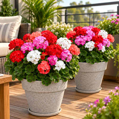 Geranium Mix Seeds (10 Seeds)  Easy To Grow, High Germination, Perfect for pots, balconies, or Terrace gardens
