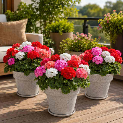 Geranium Mix Seeds (10 Seeds)  Easy To Grow, High Germination, Perfect for pots, balconies, or Terrace gardens