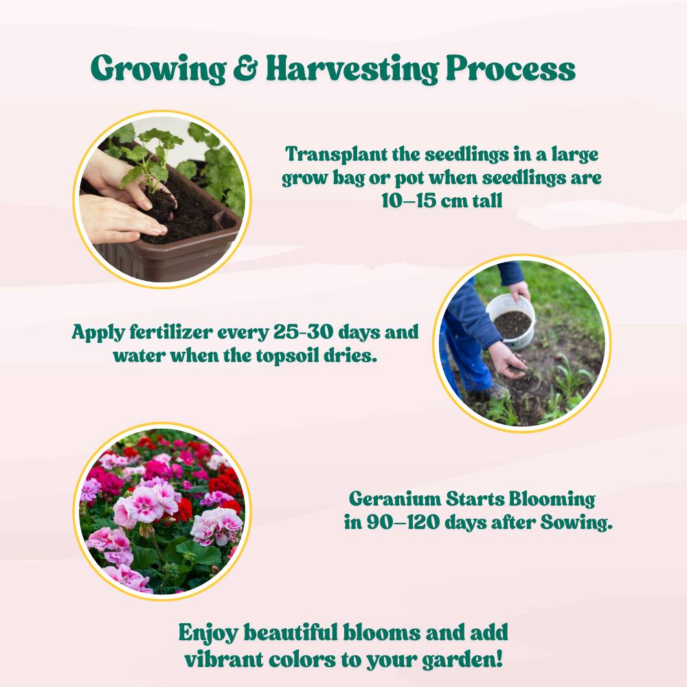 Geranium Mix Seeds (10 Seeds)  Easy To Grow, High Germination, Perfect for pots, balconies, or Terrace gardens