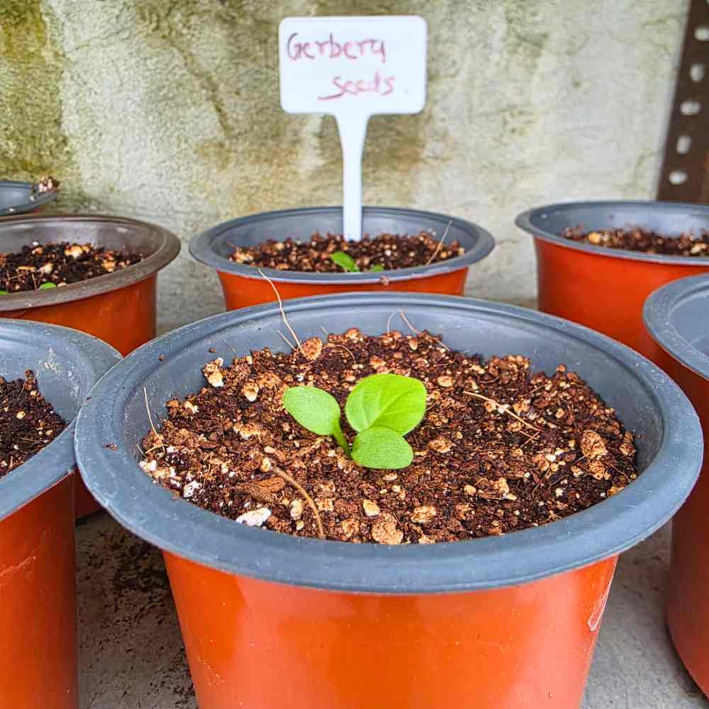 Gerbera Mixed Color Flower Seeds (10 Seeds) High Germination/Multi-Color Blooms/ Perfect for Pots, Terrace or Balcony Garden
