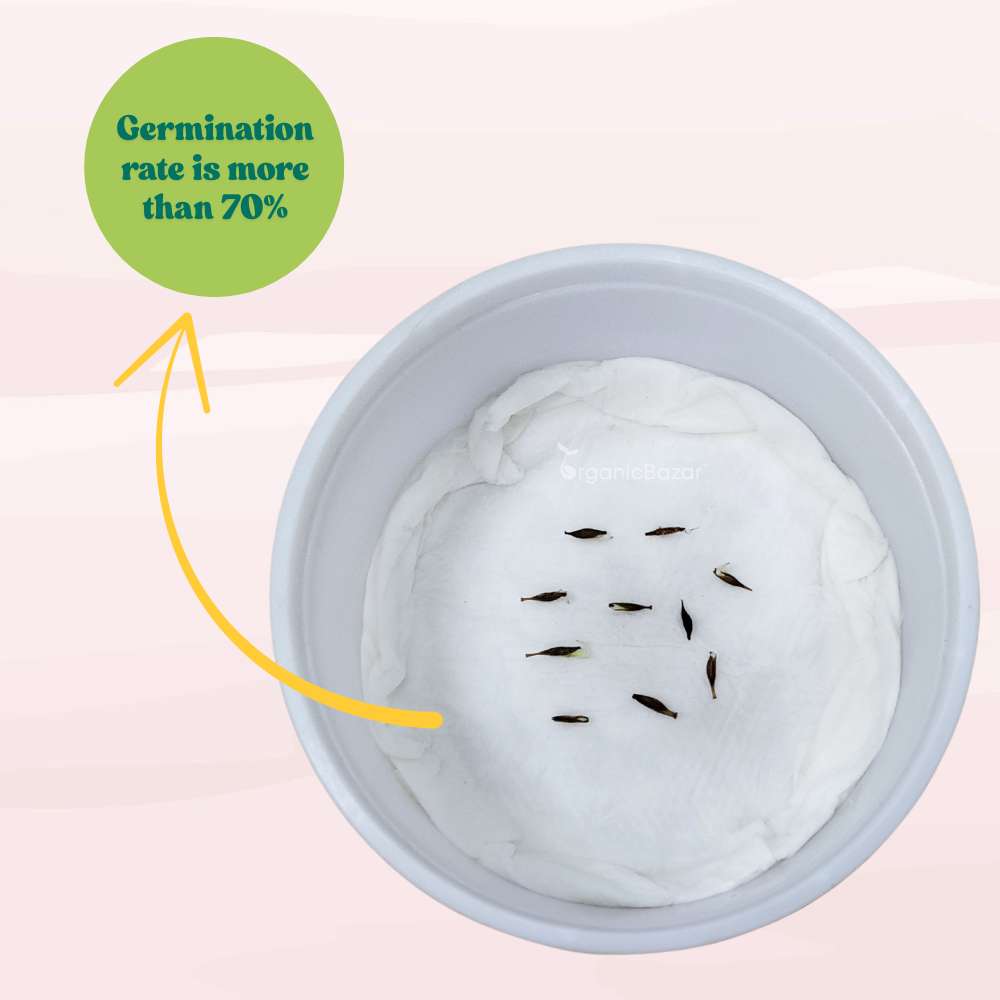 Gerbera Mixed Color Flower Seeds (10 Seeds) High Germination/Multi-Color Blooms/ Perfect for Pots, Terrace or Balcony Garden