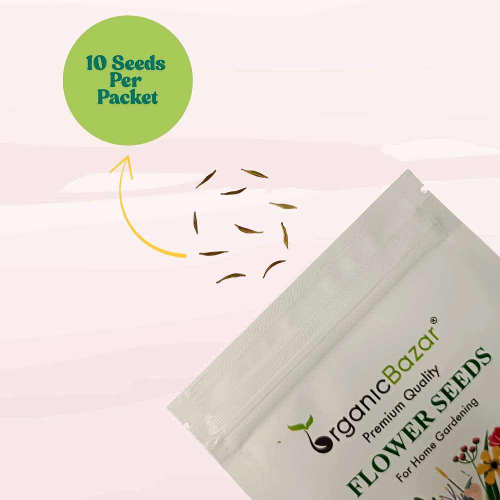 Gerbera Mixed Color Flower Seeds (10 Seeds) High Germination/Multi-Color Blooms/ Perfect for Pots, Terrace or Balcony Garden