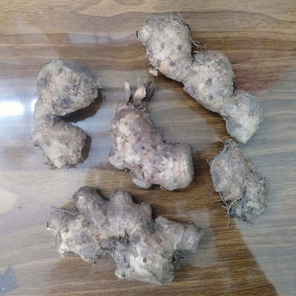 Ginger Lily Orange Flower Bulbs