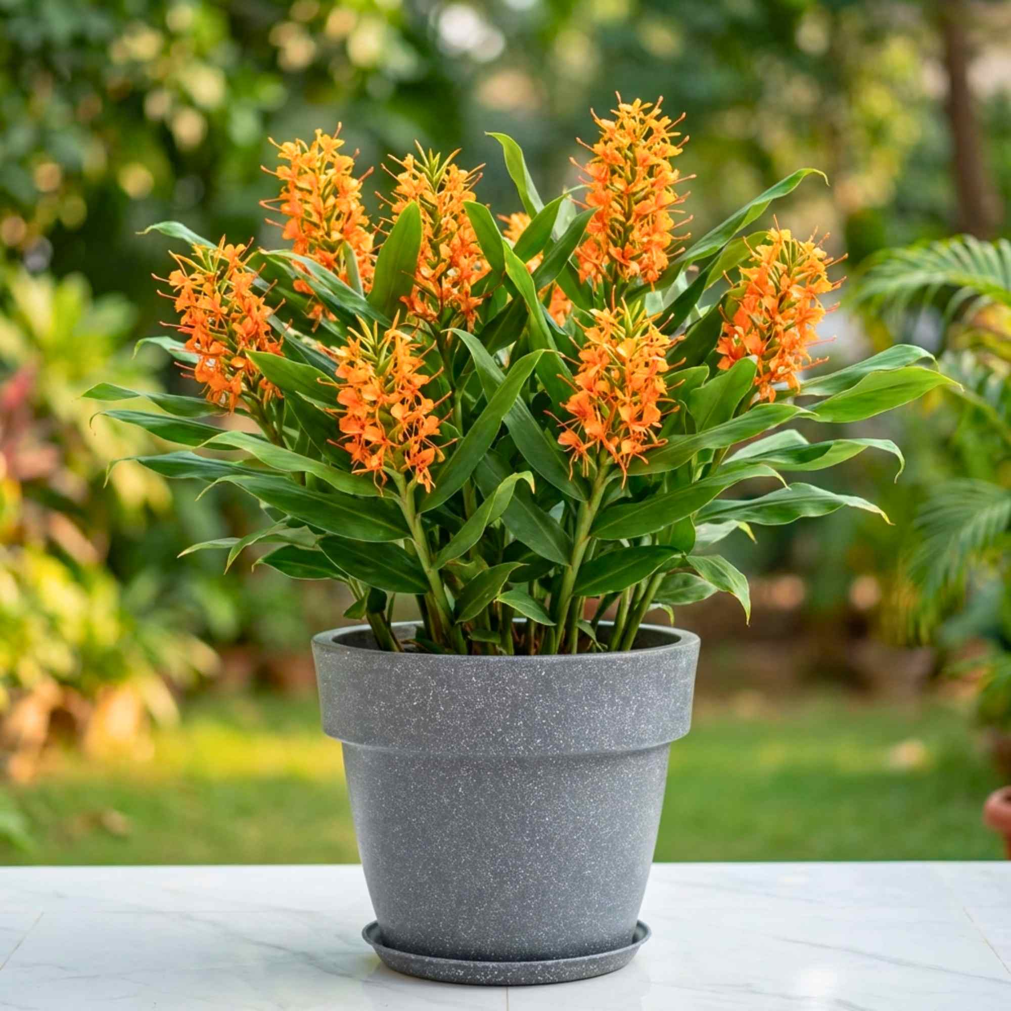 Ginger Lily Orange Flower Bulbs (05N) Fragrant & Beautiful Garden Blooms 🌼