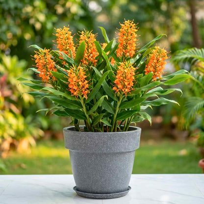 Ginger Lily Orange Flower Bulbs (05N) Fragrant & Beautiful Garden Blooms 🌼