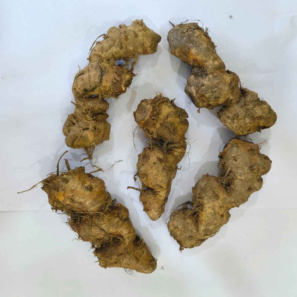 Ginger Lily Red Flower Bulbs (05N) Fragrant & Beautiful Garden Blooms 🌼