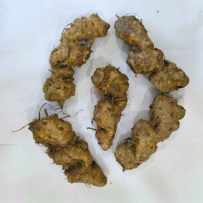 Ginger Lily Red Flower Bulbs (05N) Fragrant & Beautiful Garden Blooms 🌼