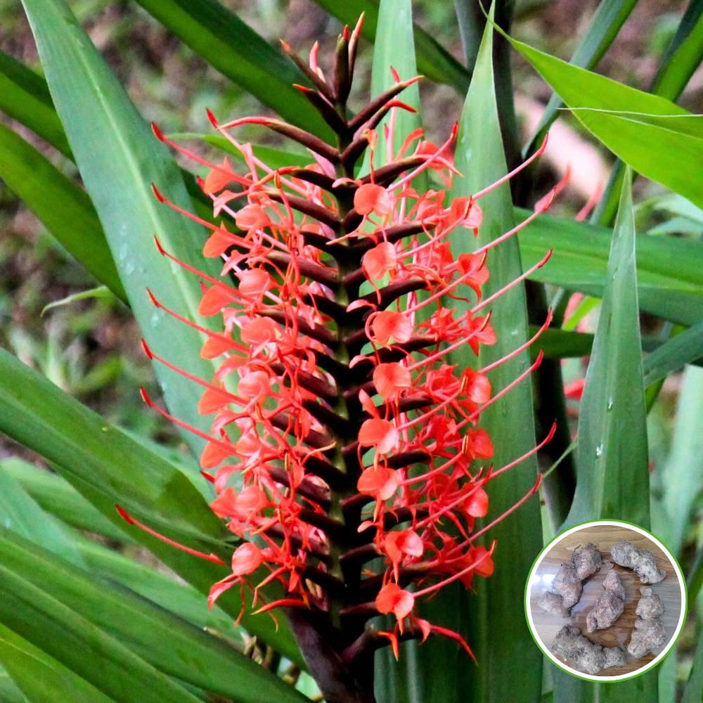 Ginger Lily Red Flower Bulbs