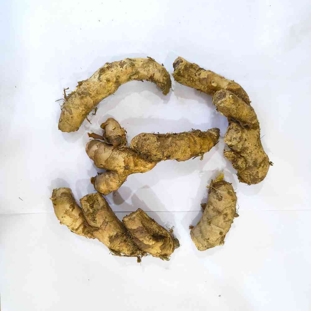 Ginger Lily White Flower Bulbs (05N) Fragrant & Beautiful Garden Blooms 🌼