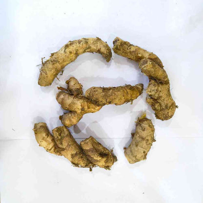 Ginger Lily White Flower Bulbs (05N) Fragrant & Beautiful Garden Blooms 🌼