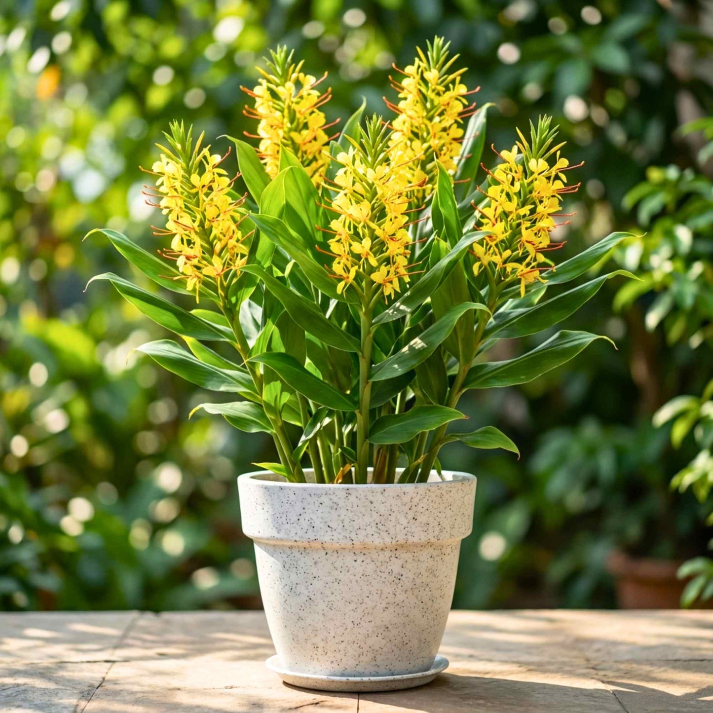 Ginger Lily Yellow Flower Bulbs (05N) Fragrant & Beautiful Garden Blooms 🌼