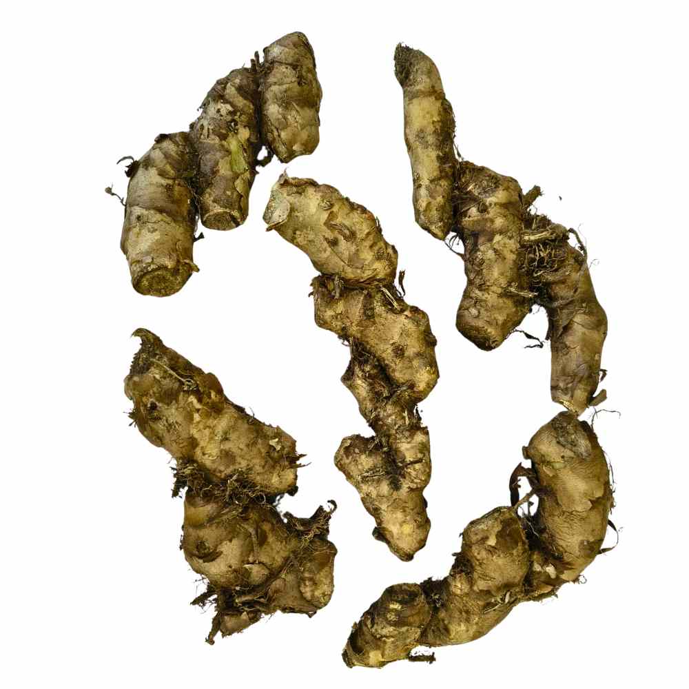 Ginger Lily Yellow Flower Bulbs (05N) Fragrant & Beautiful Garden Blooms 🌼