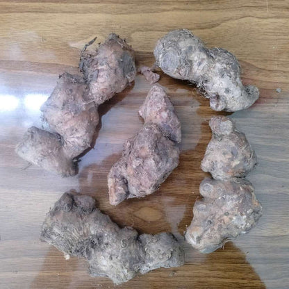 Ginger Lily Red Flower Bulbs