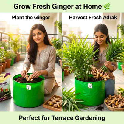 Ginger (Adrak) Rhizome/Root/Seeds For Planting/Growing/Sowing (400 g)