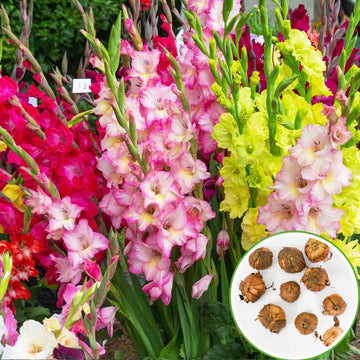 Gladiolus Mix Color Flower Bulbs (10N)