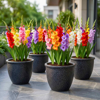 gladiolus flower seeds online Buy Gladiolus Mixed Flower Bulbs Online – Organicbazar