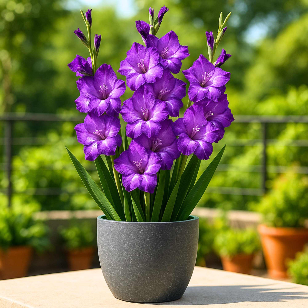 Buy Best Quality Gladiolus Purple Flower Bulbs Online : Organicbazar