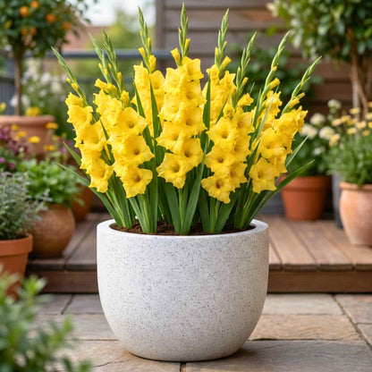 Gladiolus Yellow Flower Bulbs
