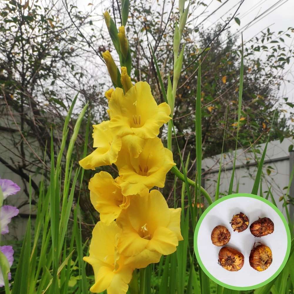Gladiolus Yellow Flower Bulbs