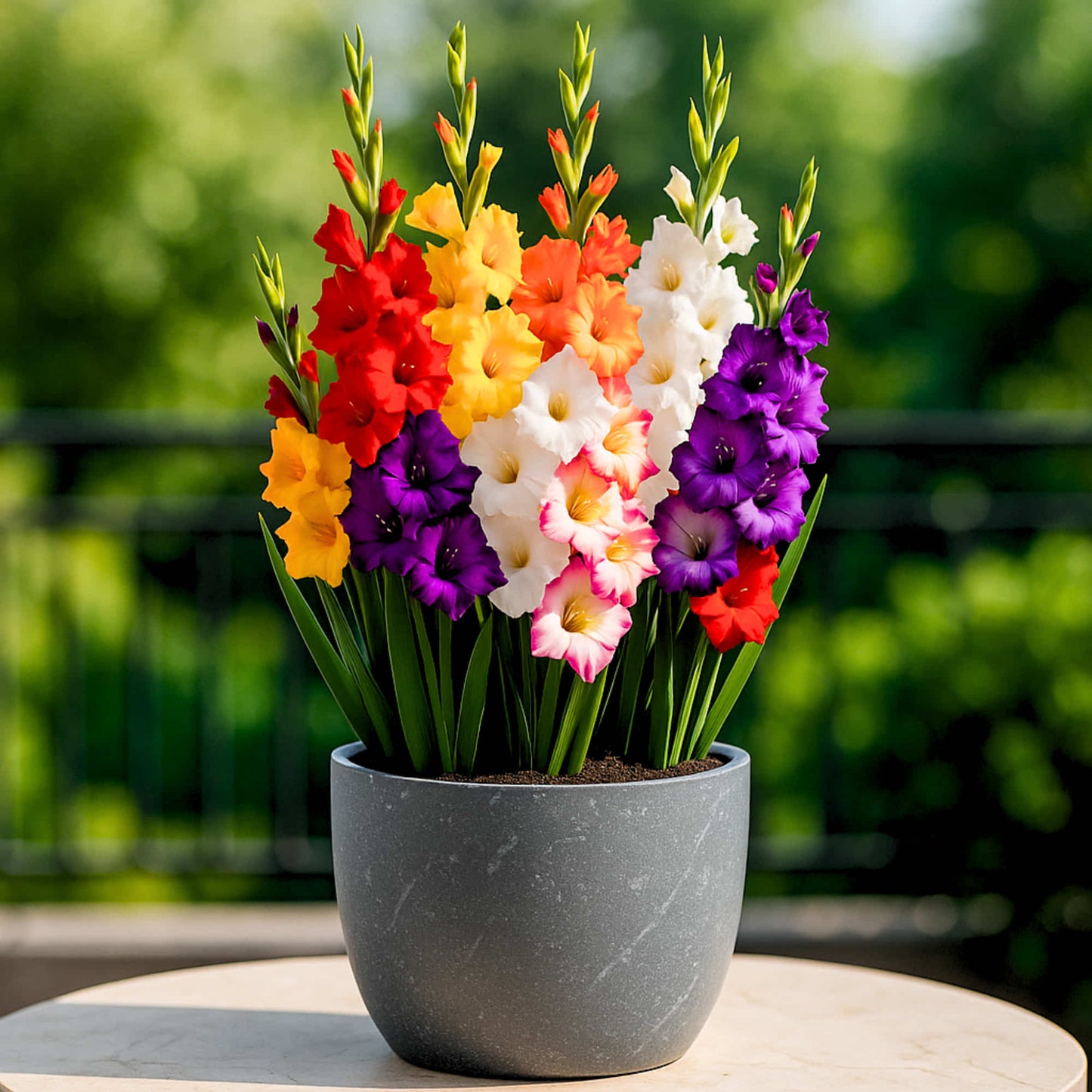 Gladiolus Mix Color Flower Bulbs (10N)