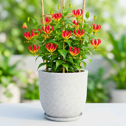 Gloriosa superba (Flame Lily/Glory Lily) Flower Bulbs (05N) Exotic Climbing Blooms 🌺