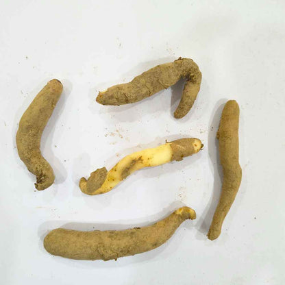 Gloriosa superba (Flame Lily/Glory Lily) Flower Bulbs (05N) Exotic Climbing Blooms 🌺