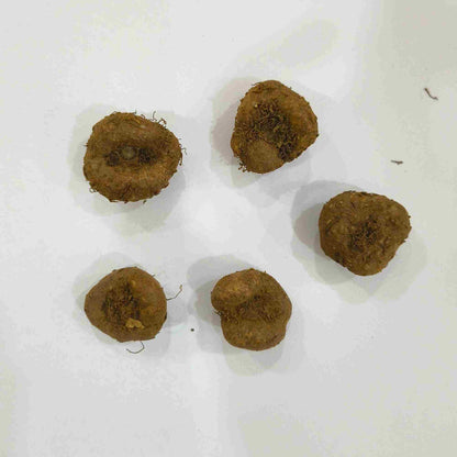 Gloxinia Mixed Color Flower Bulbs (05 Bulbs) Beautiful Indoor & Outdoor Blooms