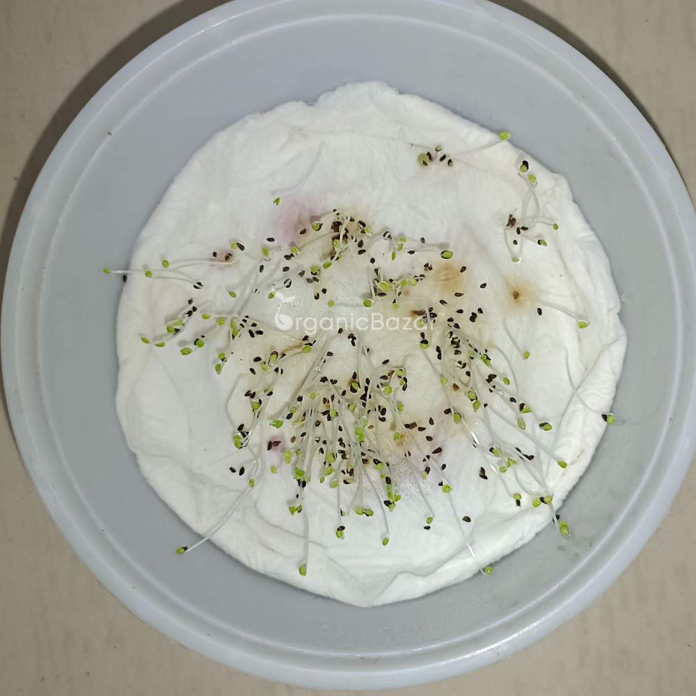 Godetia Azaleaflora Mix Seeds (200 Seeds)