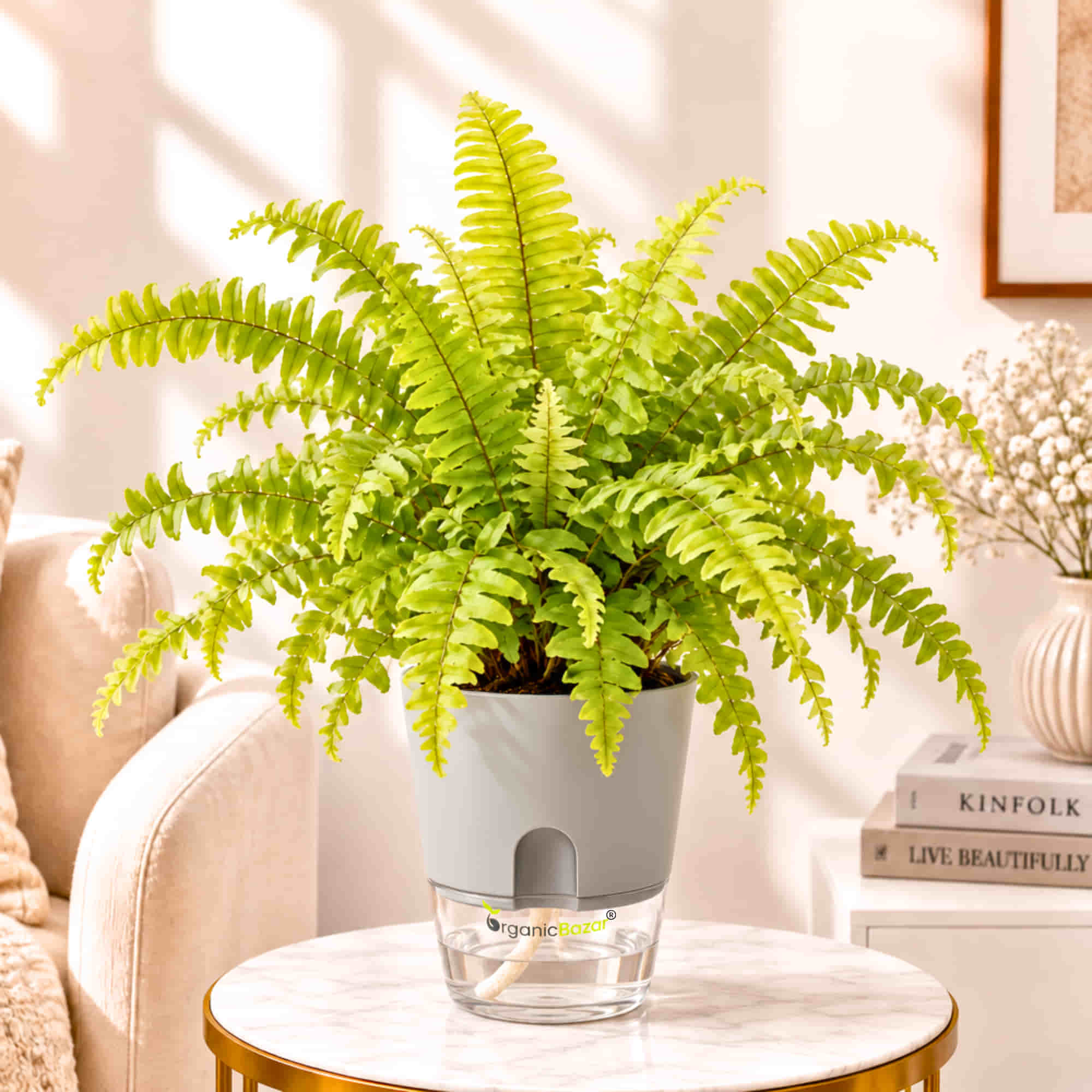 Golden Fern Live Plant
