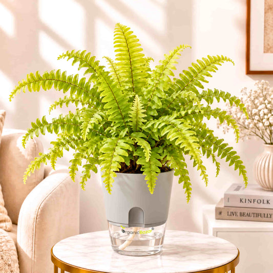 Golden Fern Live Plant