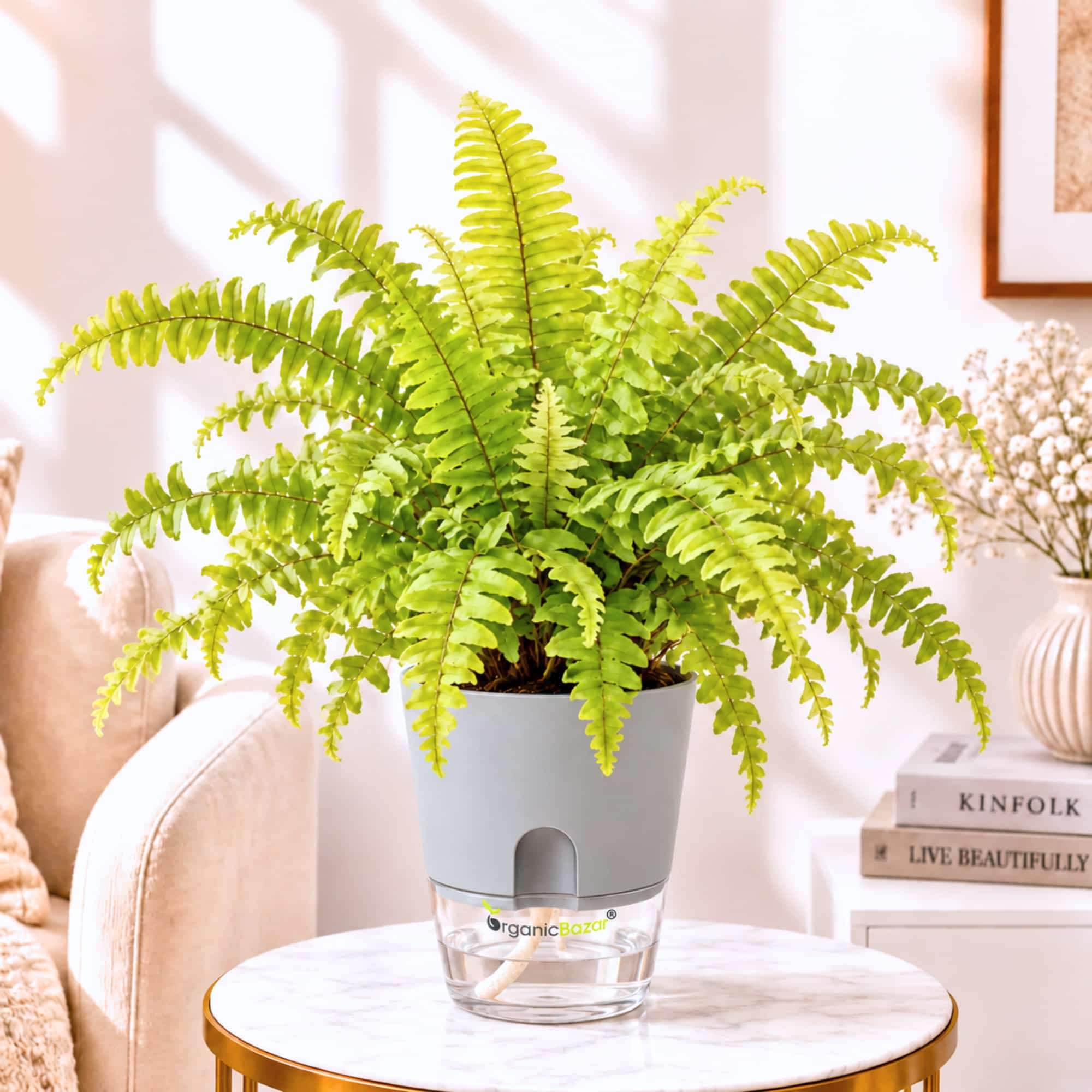 Golden Fern Live Plant
