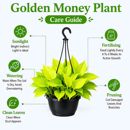 Golden Money Plant Live Plant with Hanging Pot