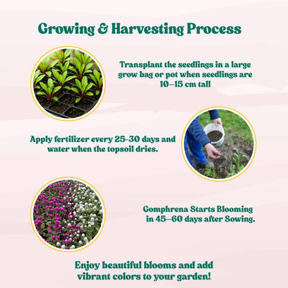 Gomphrena Choice Mixed Seeds (150 Seeds) Easy To Grow, High Germination, Perfect for pots, balconies, or Terrace gardens