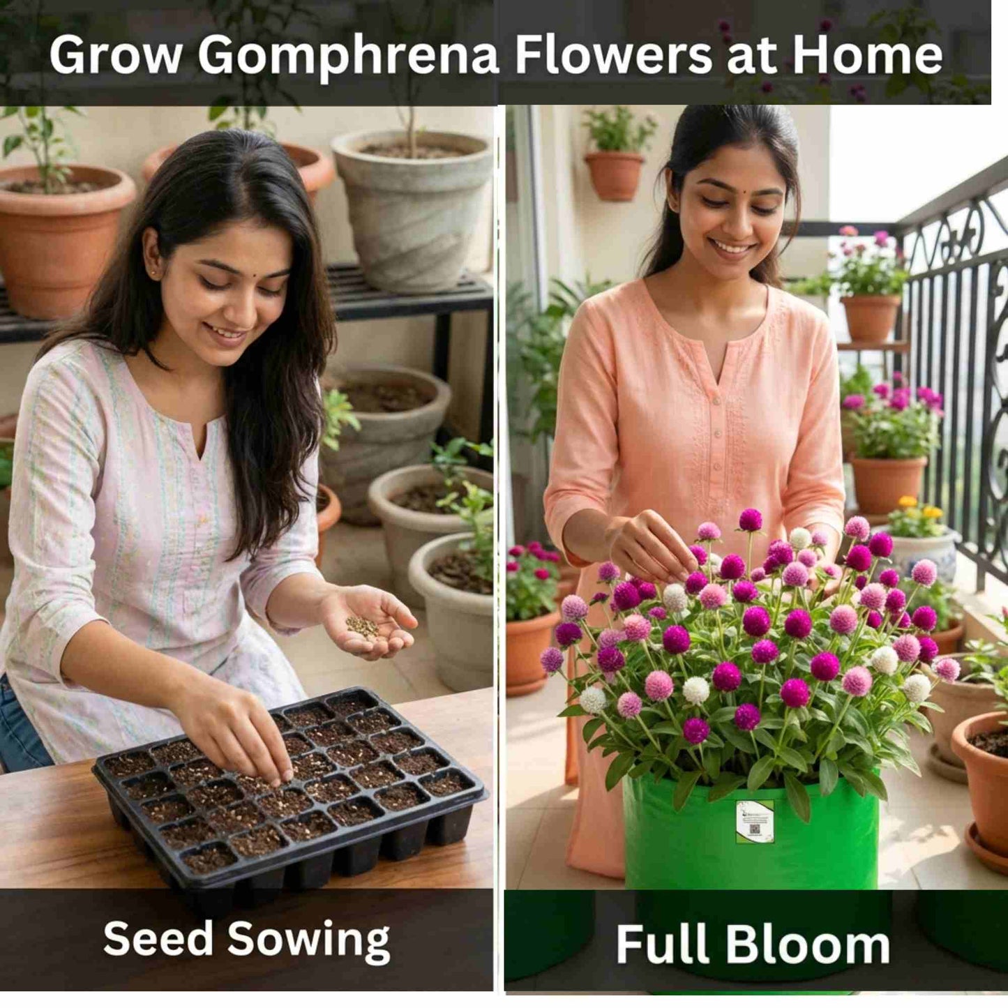 Gomphrena Choice Mixed Seeds (150 Seeds) Easy To Grow, High Germination, Perfect for pots, balconies, or Terrace gardens