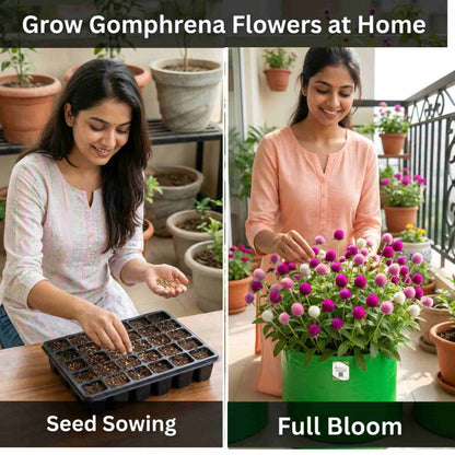 Gomphrena Choice Mixed Seeds (150 Seeds) Easy To Grow, High Germination, Perfect for pots, balconies, or Terrace gardens