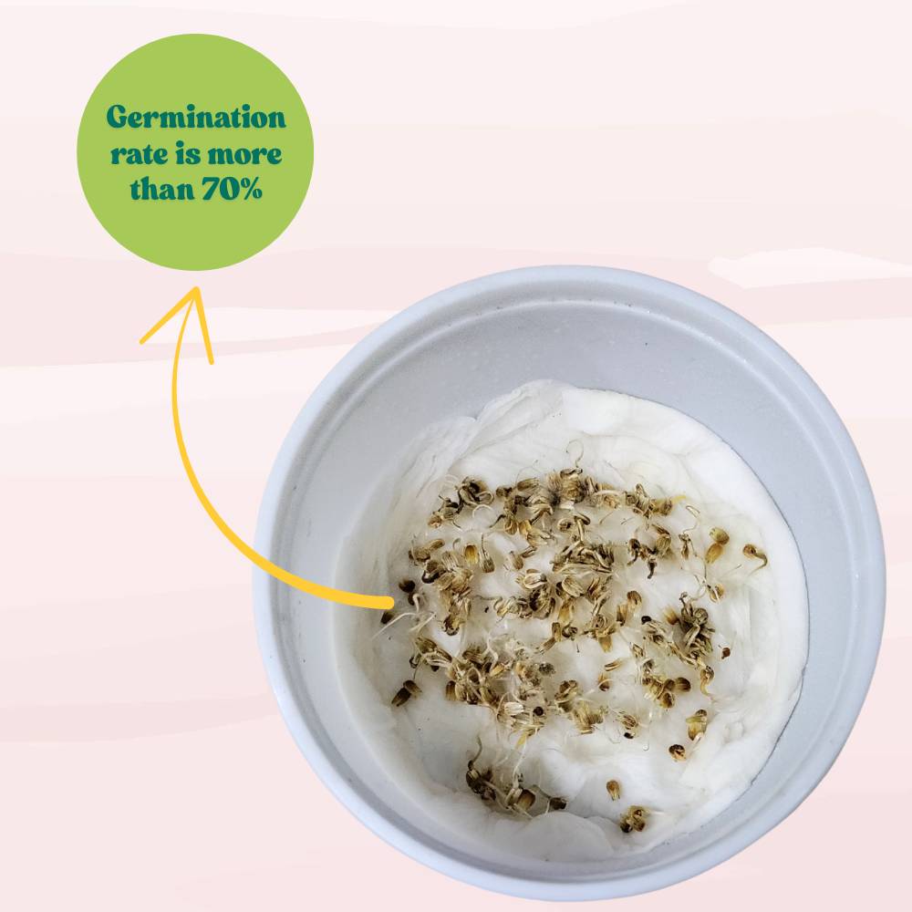 Gomphrena Strawberry Fields Seeds (200 Seeds) Easy To Grow, High Germination, Perfect for pots, balconies, or Terrace gardens