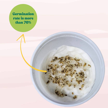 Gomphrena Strawberry Fields Seeds (200 Seeds) Easy To Grow, High Germination, Perfect for pots, balconies, or Terrace gardens