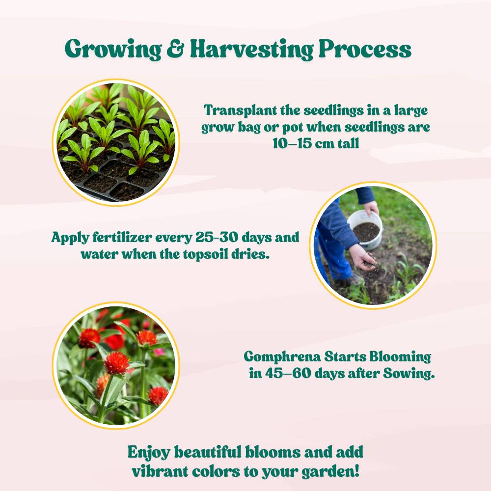 Gomphrena Strawberry Fields Seeds (200 Seeds) Easy To Grow, High Germination, Perfect for pots, balconies, or Terrace gardens