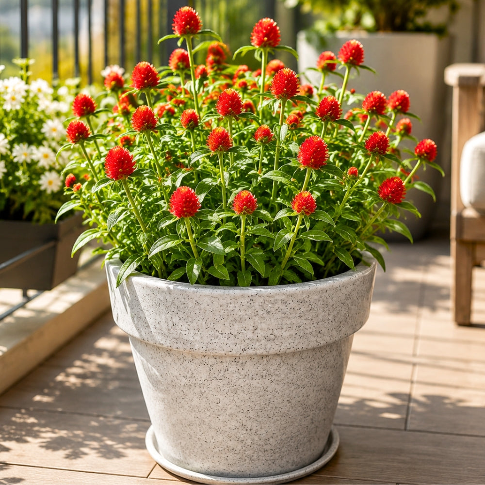 Gomphrena Strawberry Fields Seeds (200 Seeds) Easy To Grow, High Germination, Perfect for pots, balconies, or Terrace gardens