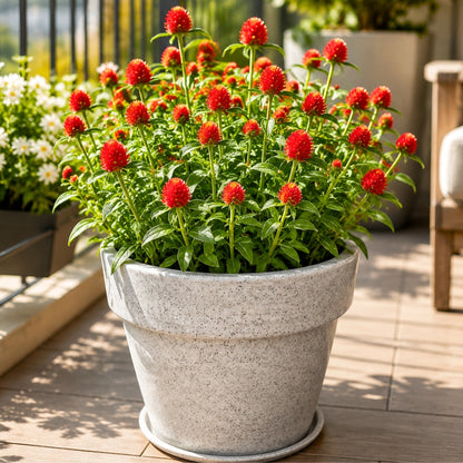 Gomphrena Strawberry Fields Seeds (200 Seeds) Easy To Grow, High Germination, Perfect for pots, balconies, or Terrace gardens