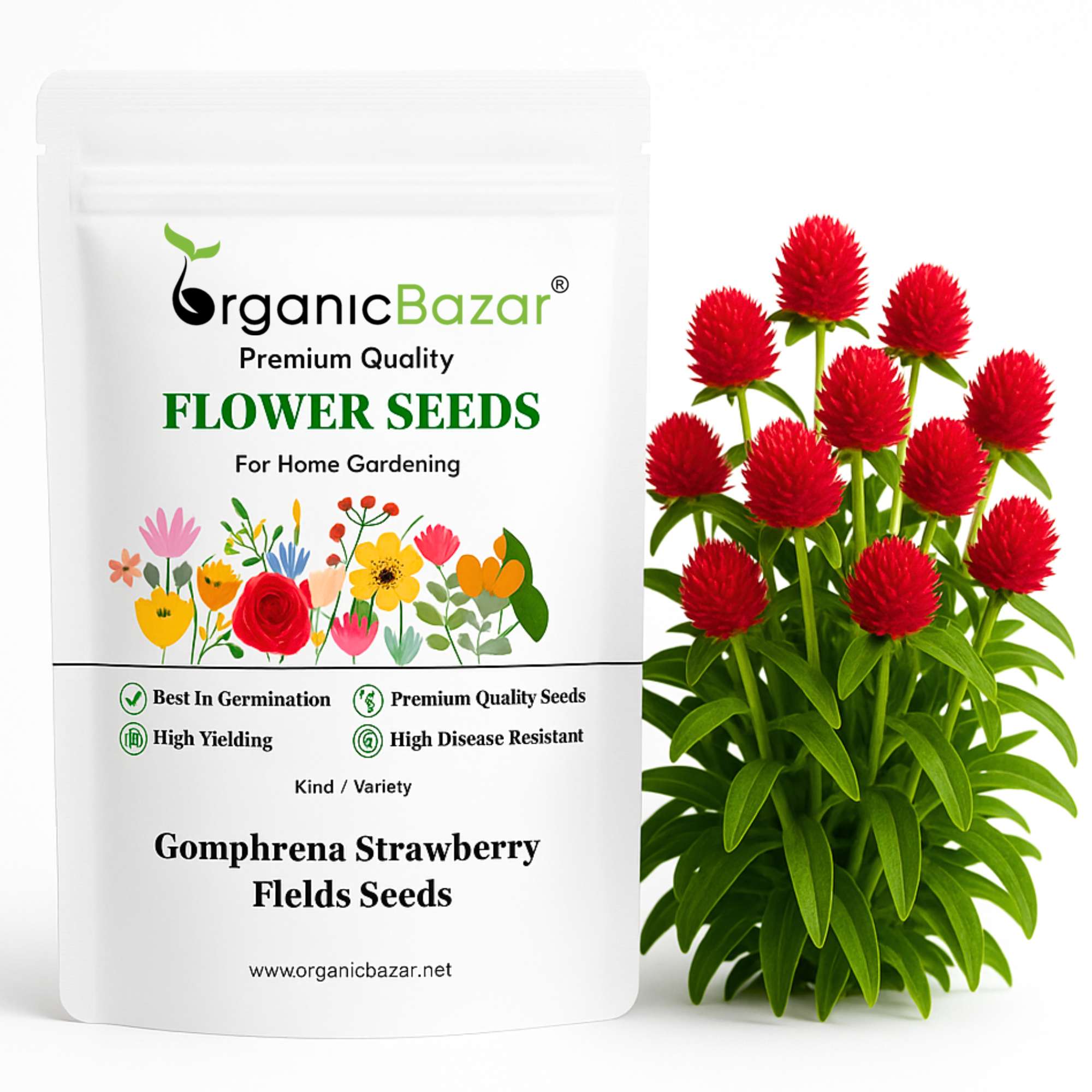 Gomphrena Strawberry Fields Seeds (200 Seeds) Easy To Grow, High Germination, Perfect for pots, balconies, or Terrace gardens