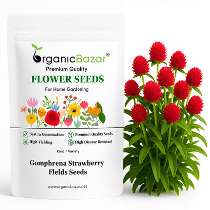 Gomphrena Strawberry Fields Seeds (200 Seeds) Easy To Grow, High Germination, Perfect for pots, balconies, or Terrace gardens