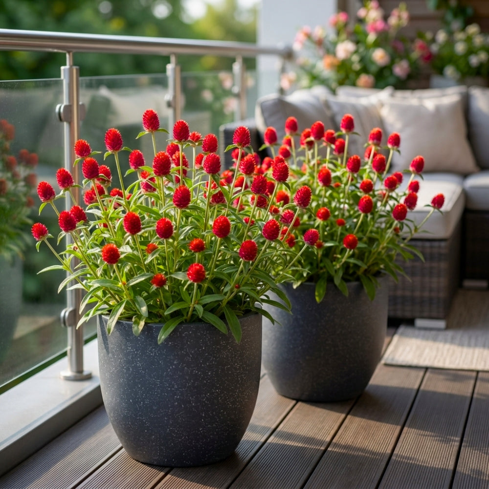 Gomphrena Strawberry Fields Seeds (200 Seeds) Easy To Grow, High Germination, Perfect for pots, balconies, or Terrace gardens