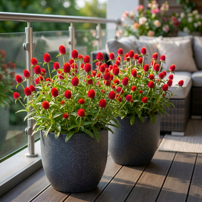 Gomphrena Strawberry Fields Seeds (200 Seeds) Easy To Grow, High Germination, Perfect for pots, balconies, or Terrace gardens