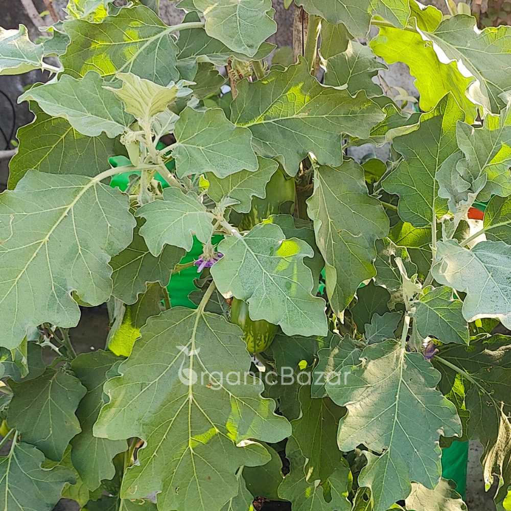 Desi Green Bharta Baingan (Op) Seeds - (20 Seeds) High Germination/ High Yield / Ideal for Terrace/Kitchen Gardening (Brinjal/Eggplant/बैंगन के बीज)